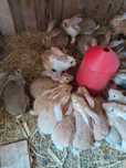 Coelhos para mudar de donos Angeja