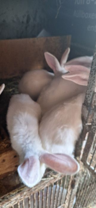 Króliki samce samice termondzkie, mięsne