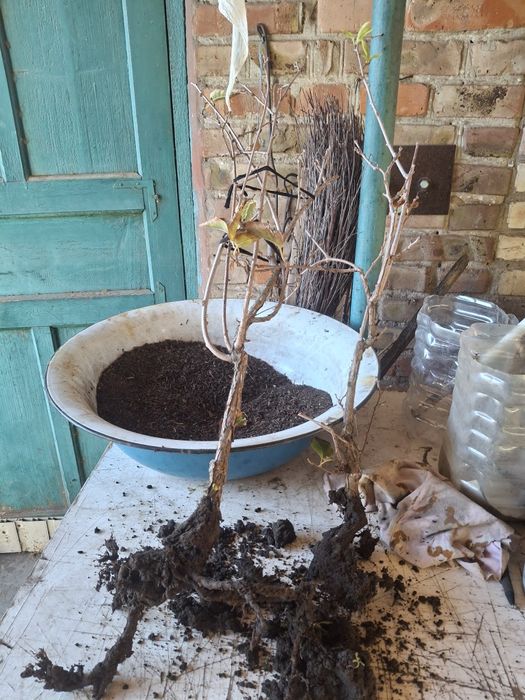 Актинидия самоопыляющаяся двуполая, инжир, крыжовник, игра,малина и др