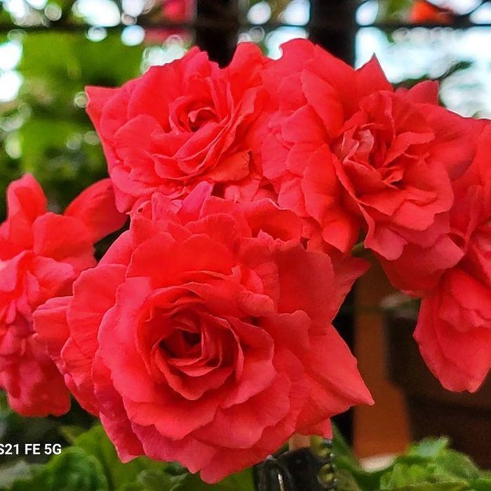 Пеларгонія сортова Ерік,DiaZ,Bonas,ТА,МальТа,Шовк,ТС,ЮВ,ІВ,А,СіМ