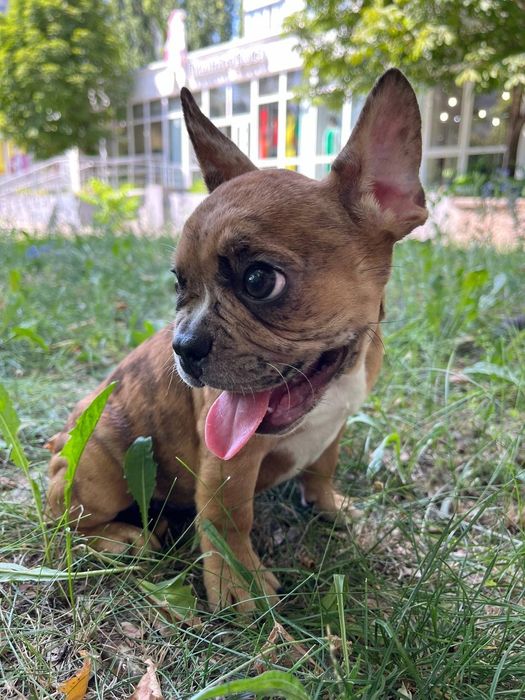 Французский бульдог