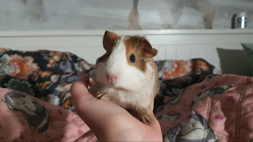 Świnka morska chłopczyk