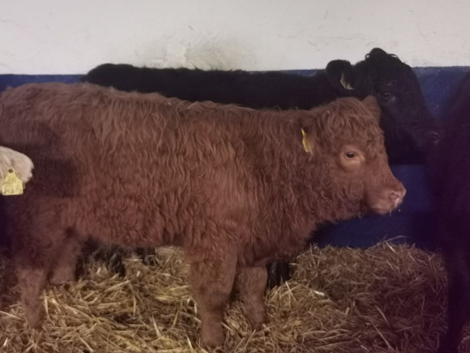 Byczki mięsne zarlaki odsadki jalowki