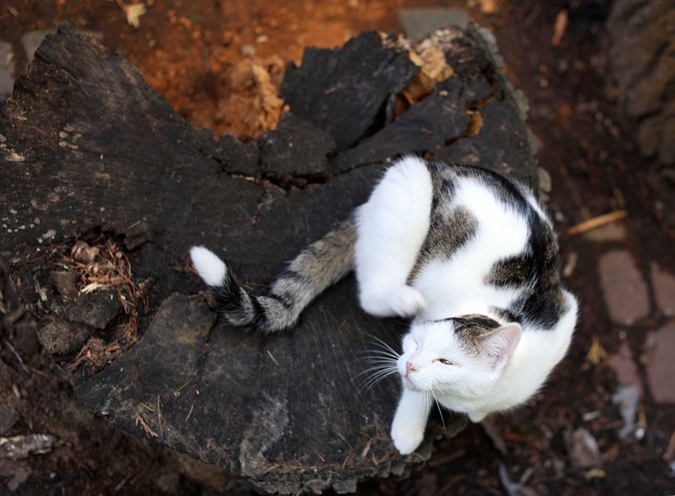 daj na wspólny dom, mamy felv+