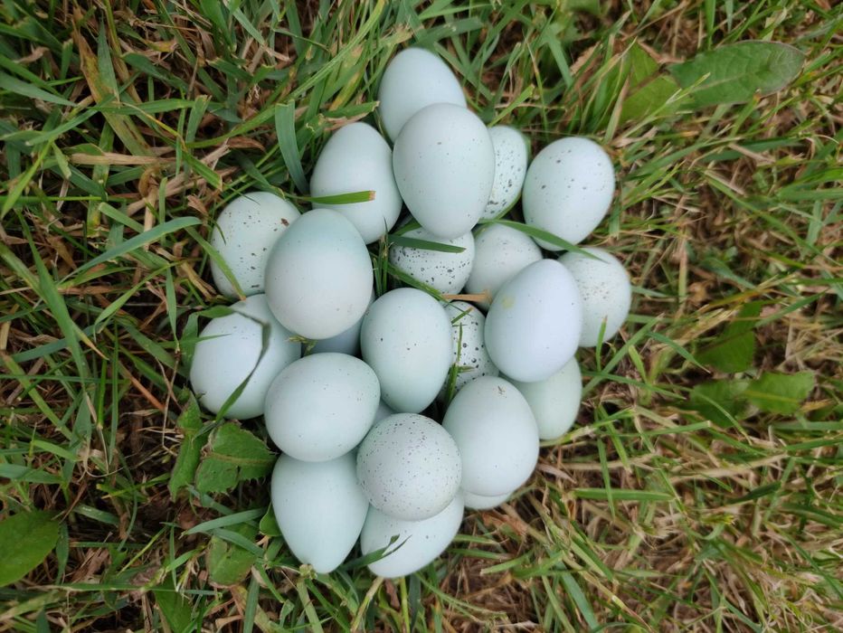Jajka lęgowe celadon- przepiórka