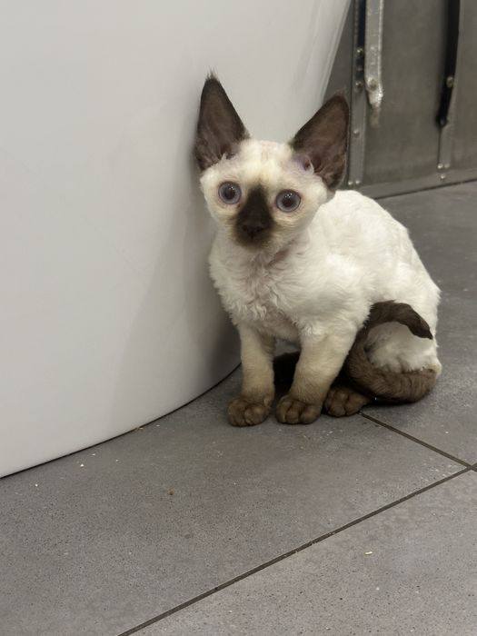Piękna niebieskooka kotka Devon Rex !!