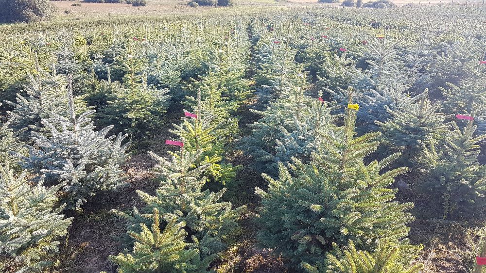 Świerk srebrny, kłujący kopany nie tuja 80-120 choinki, żywopłot