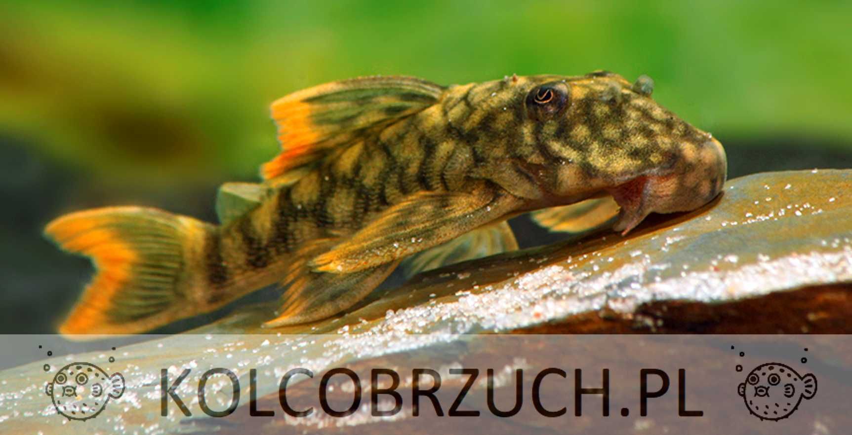 Glonojad L106 - Guyanancistrus guahiborum - ODŁÓW - WF - dowóz