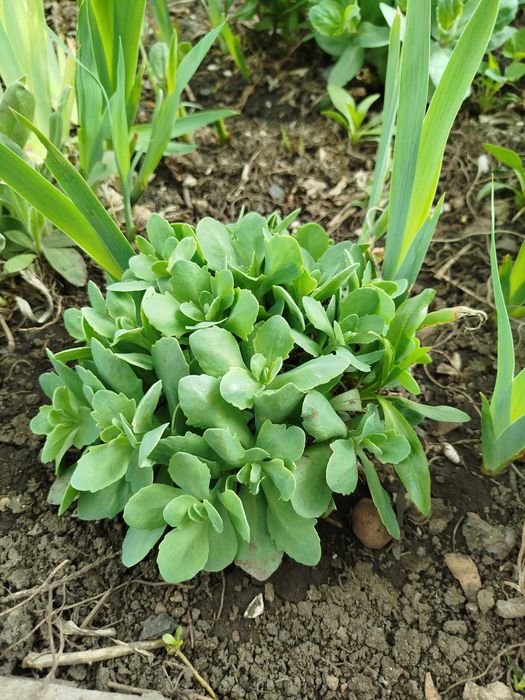 Василёк многолетнее растение.