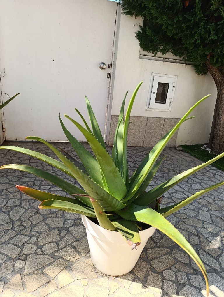 Vaso com planta Aloe Vera