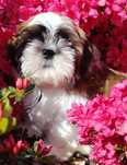 Shih tzu piesek z metryką ZKwP FCI