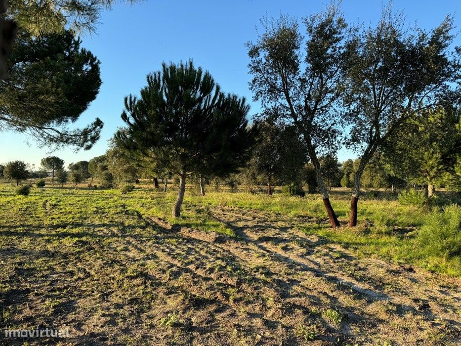 Terreno com 50.000m2 Rústico, possível construir moradia, em Pegões