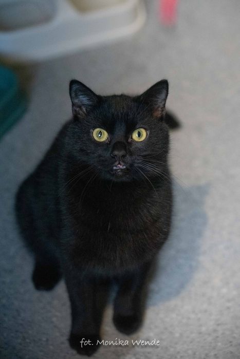 Kochany PORSCHE szuka domu