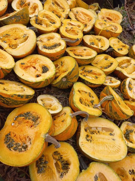 Насіння голонасінного гарбуза