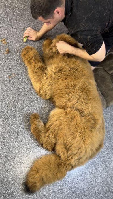 Грумінг Великих пород