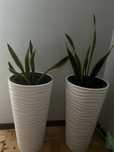 Sprzedam rośliny Sansevieria