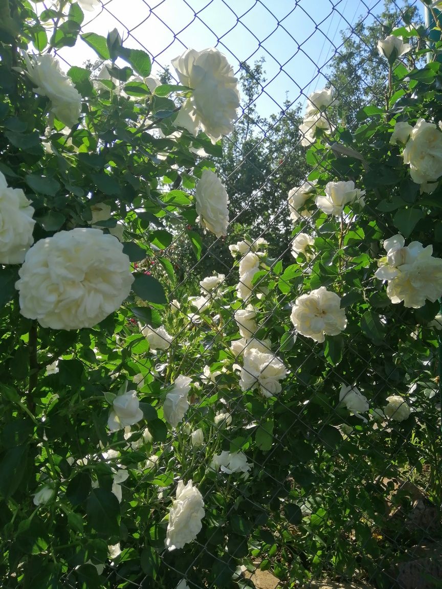Саженцы Сортовой Белой Розы