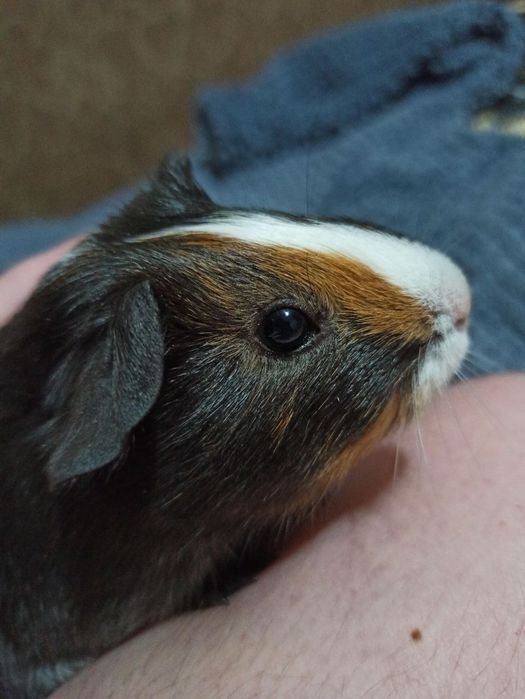 Сатинова морська свинка