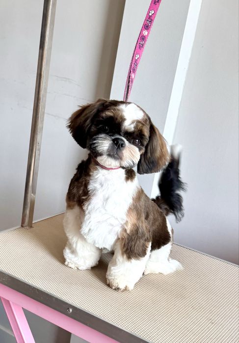 Suczka Shih Tzu ZKwP FCI