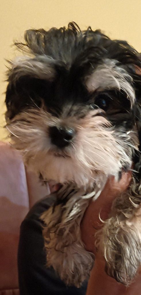 Morkie/Morkshire suczka