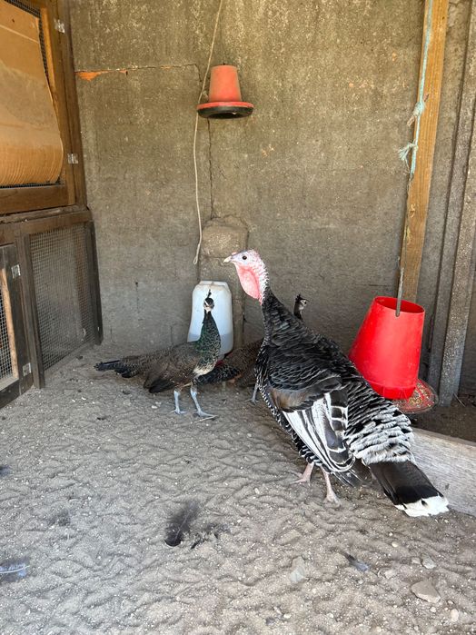 Fêmea mandarim negra