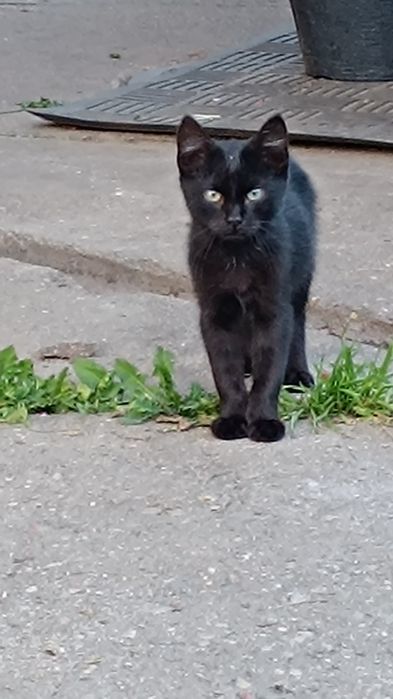 Kotki cale czarne
