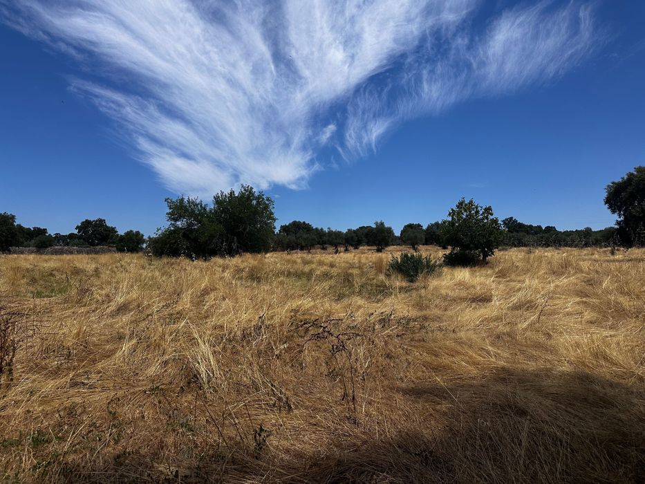 Terrenos Rústicos Zebreira com oliveiras e sobreiros