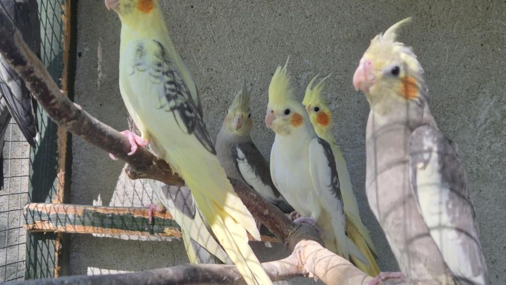 Sprzedam papugi nimfy