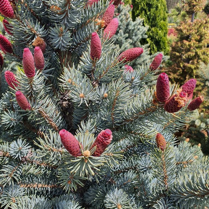 Хупси ель ёлка ялинка голубая