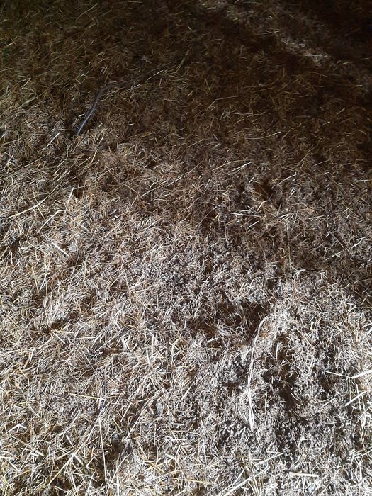 Obornik naturalny owczy