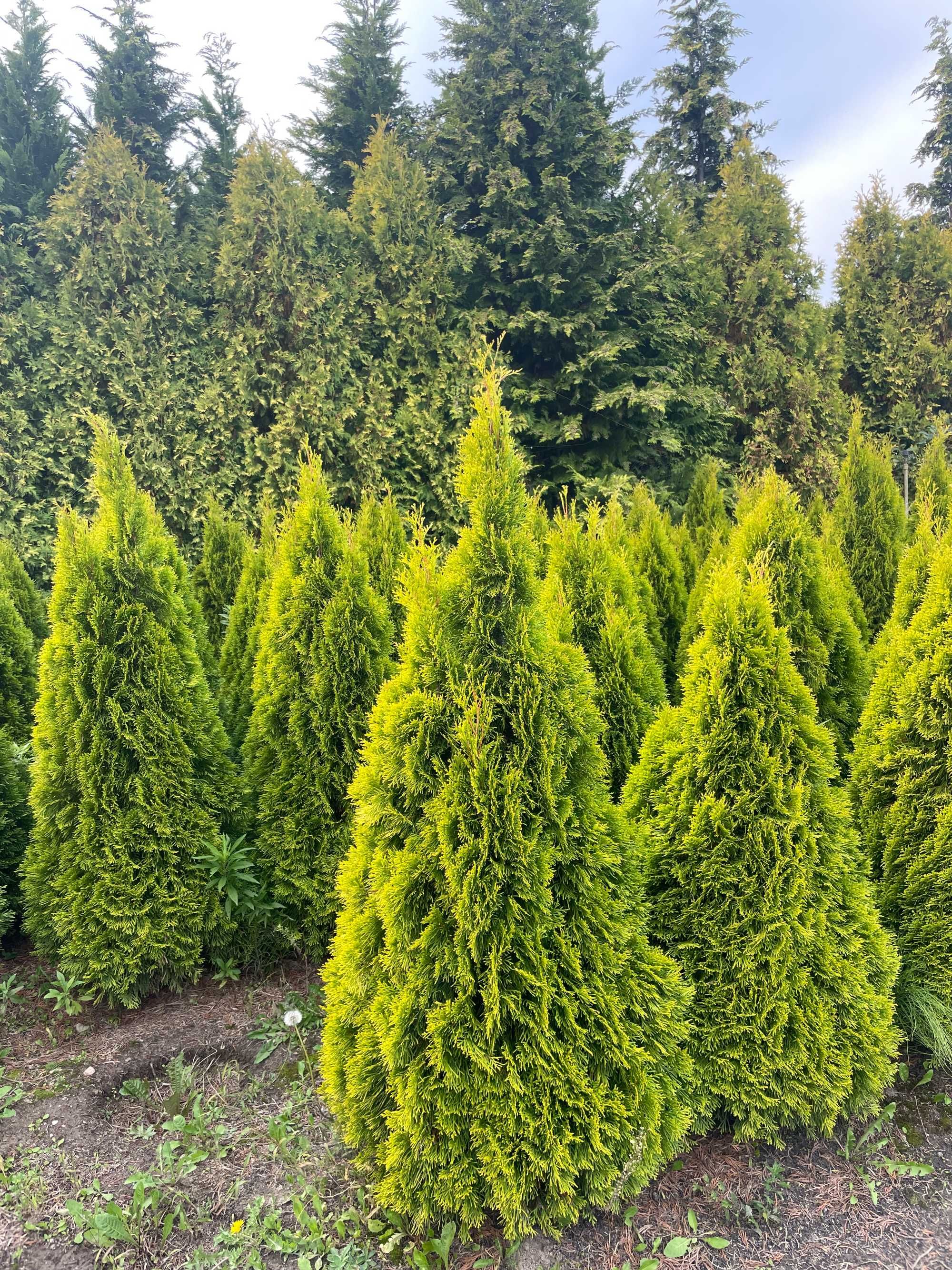 Tuja Szmaragd 220cm / Duże tuje żywopłot