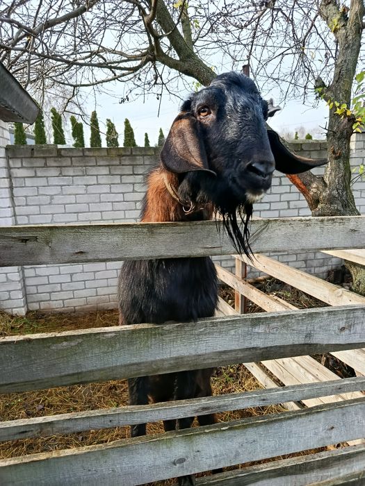 Альпо-Нубийский козел