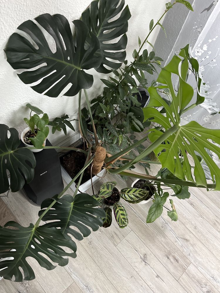 Monstera Delicioza