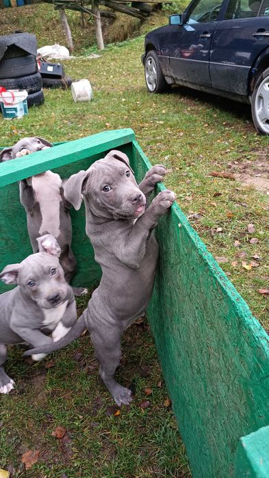 Amstaff błękitny blue samiec gotowy do odbioru
