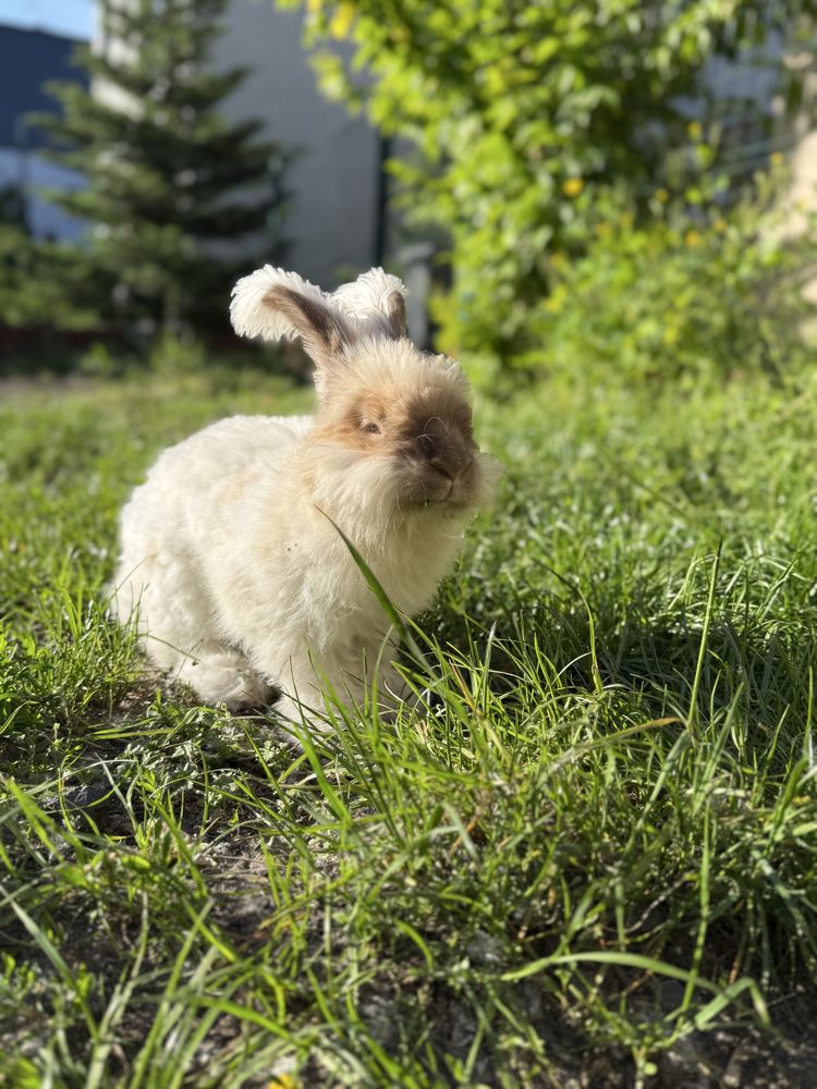 Krolik Angora szuka domku