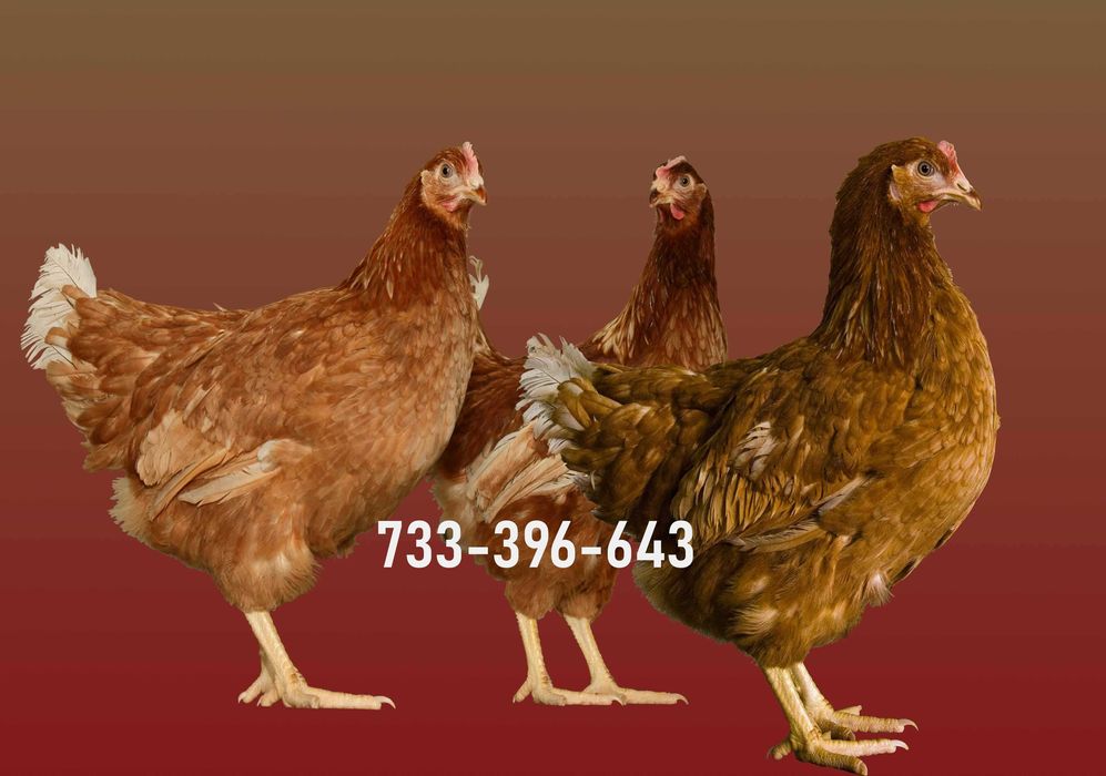 Kury Nioski Lohmann Brown Sandy Rosa Leghorn Dominant Greenshell