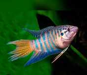 Peixe paraíso "azul"
