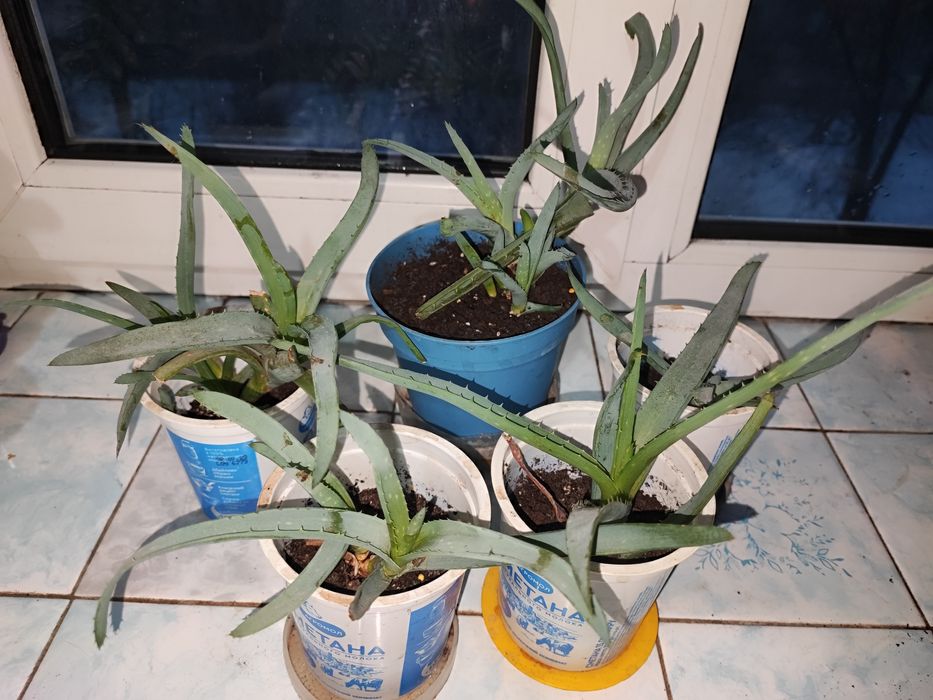 Каланхое Алое столетник древовидный суккулент кактус