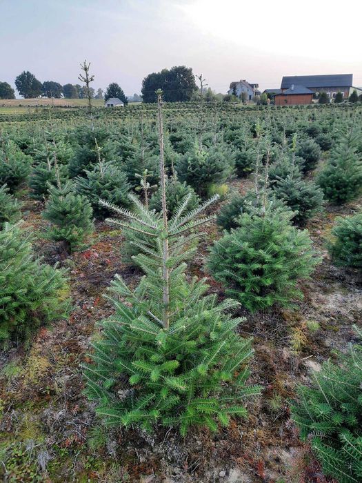 Świerk pospolity zielony lub jodła koreańska 80-150 żywopłot, nie tuja