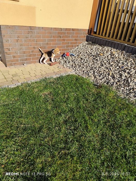 Wzorowa suczka Beagle gotowa do odbioru metryka czip wyprawka 3 szczep