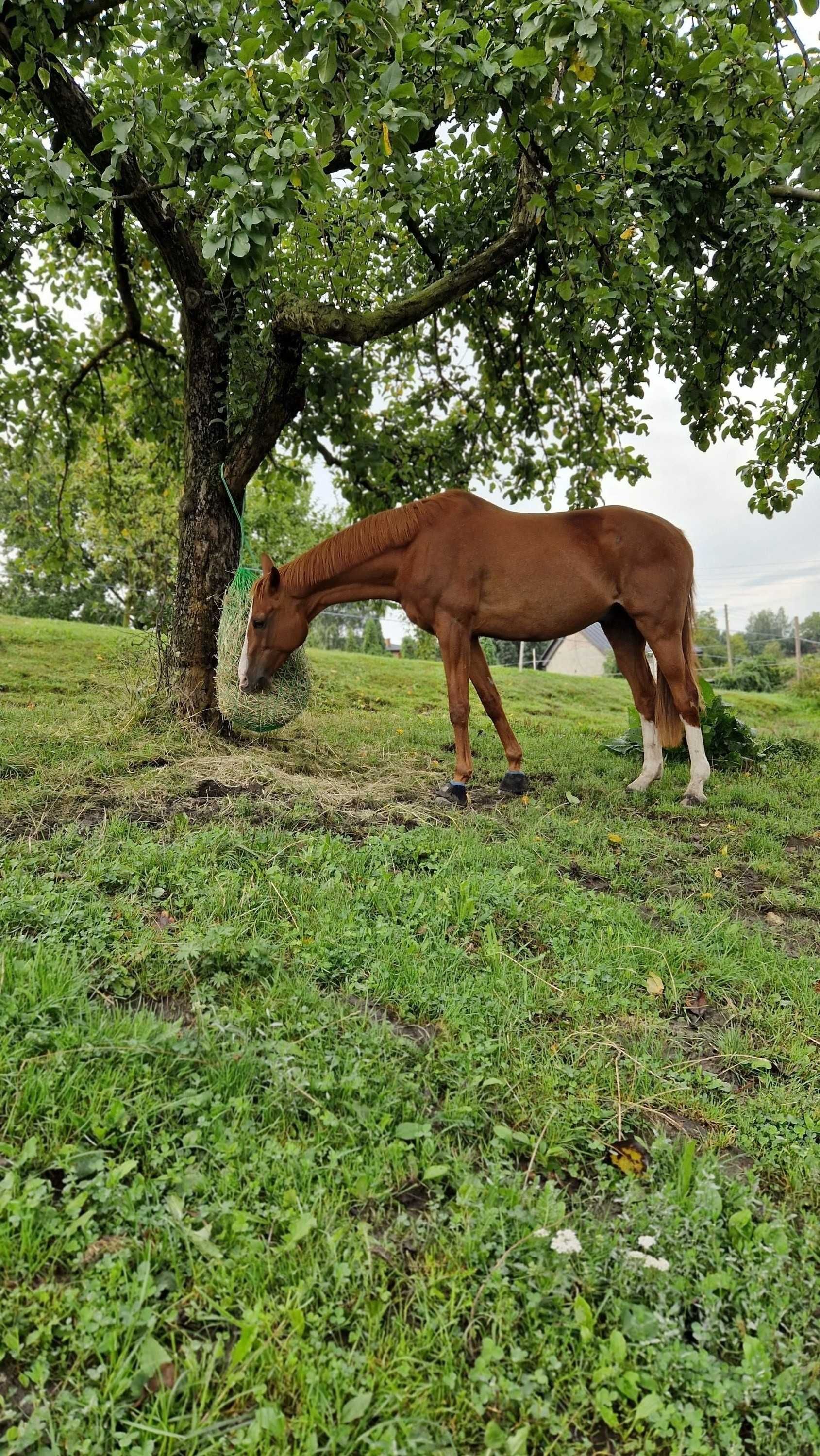 Sprzedam wałacha pełnej krwi angielskiej