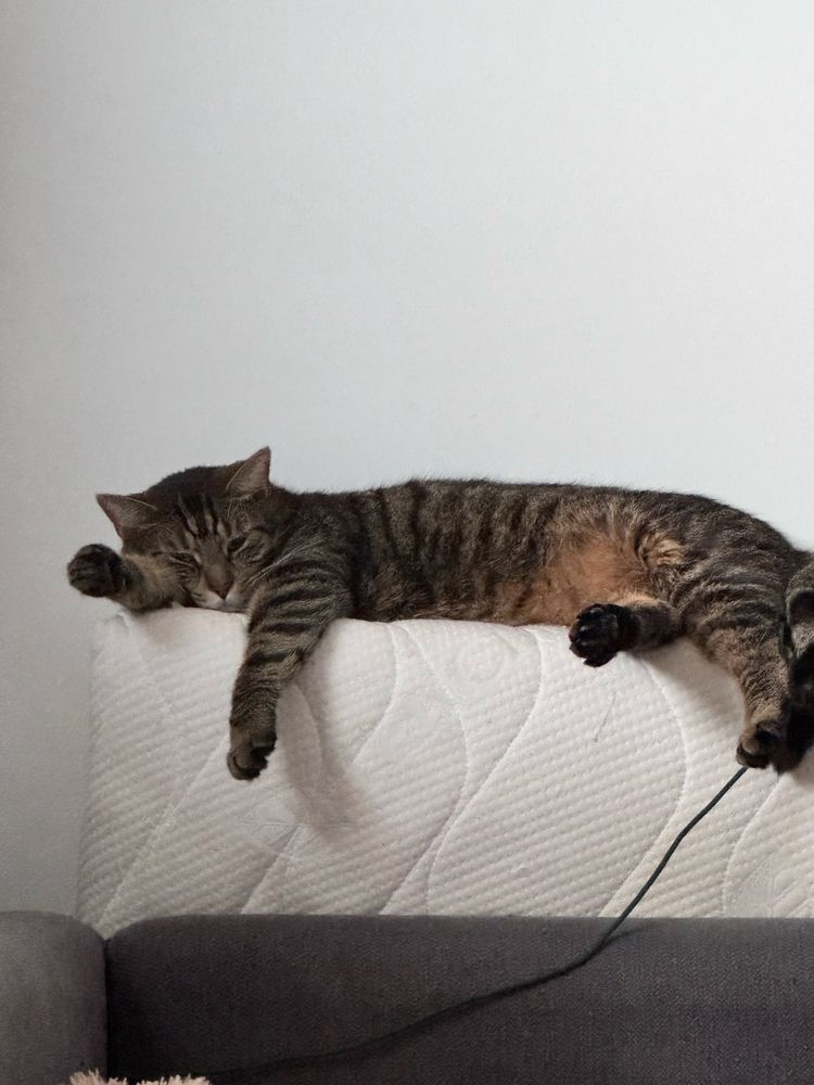 Oddam koty w dobre ręce