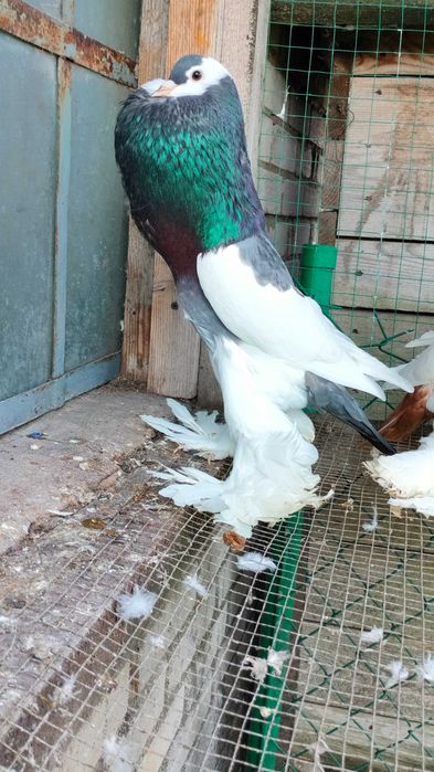 Gołębie garłacze czeskie