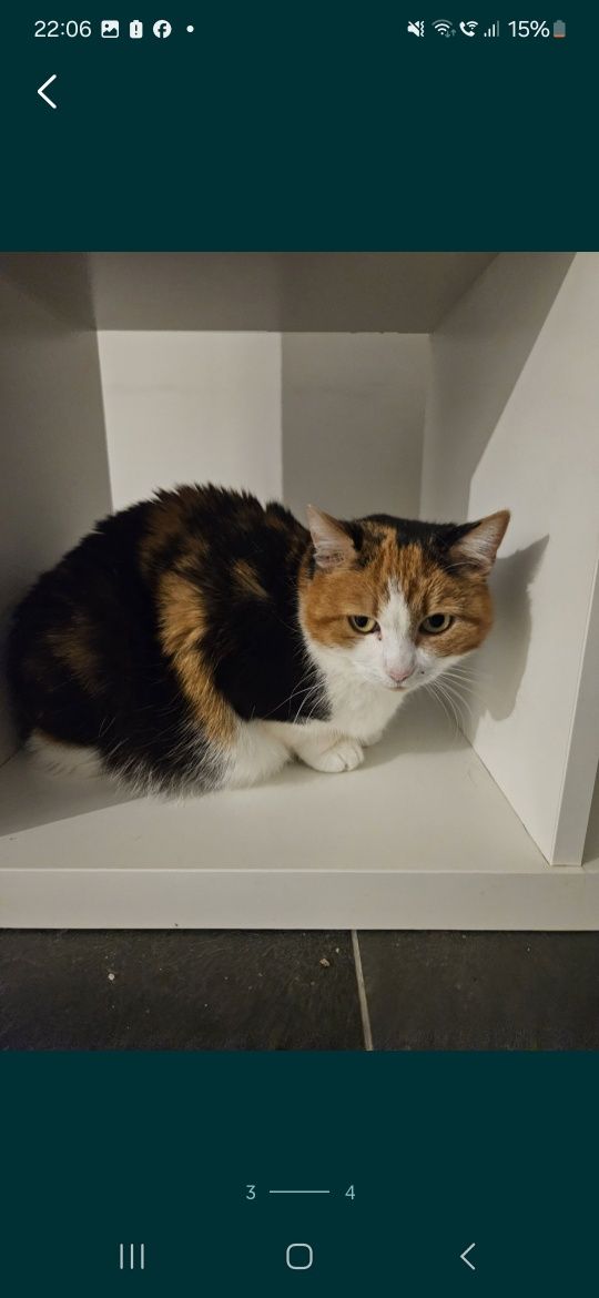 Helcia kot Kotka do adopcji około 3 lata