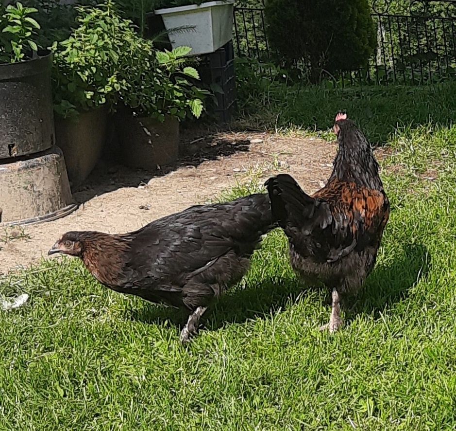 Para marans, brązowe  jajka
