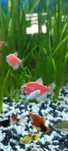 Rybka tetra kolorowa