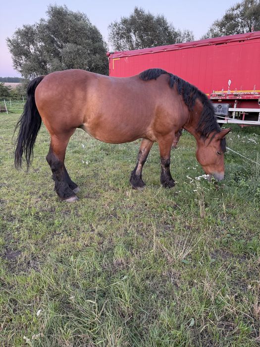 Klacz Polski Koń Zimnokrwisty