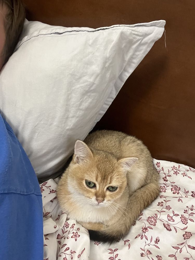 Котята британские золотые