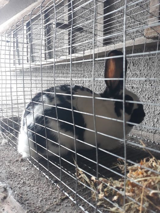 Кролики разных пород