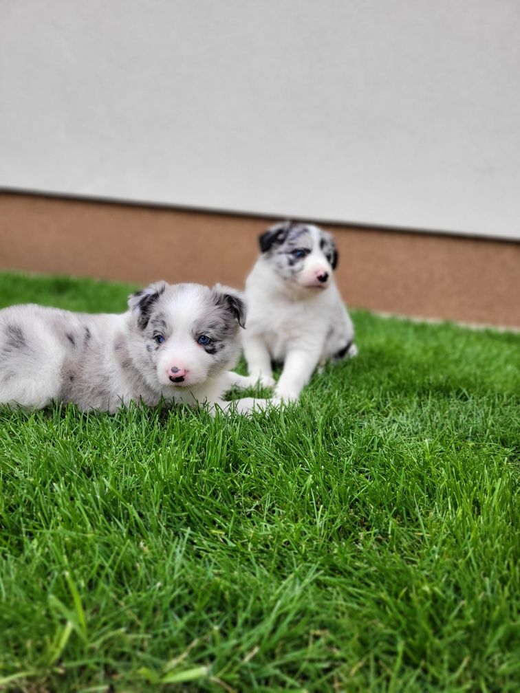 Border Collie Piesek 1 Zaprasza